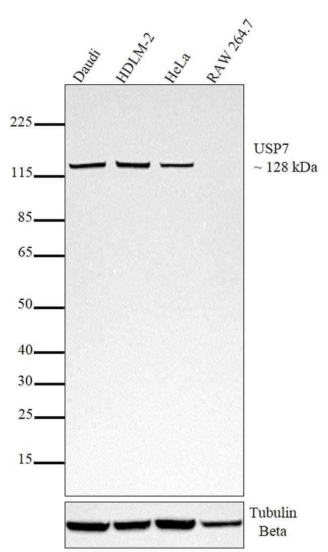 USP7 Antibody in Western Blot (WB)