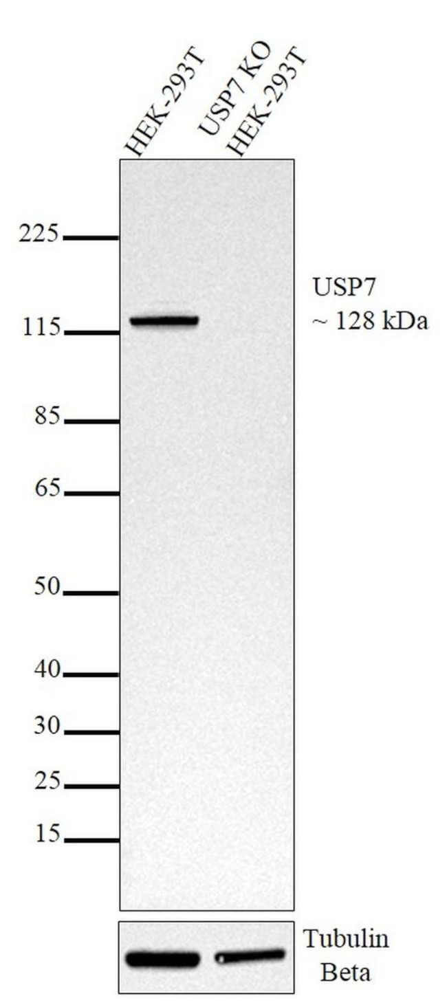 USP7 Antibody