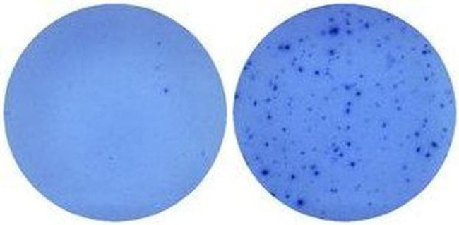 IL-5 Antibody in Immunostaining (IS)