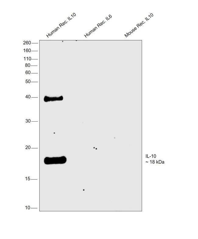 IL-10 Antibody in Western Blot (WB)