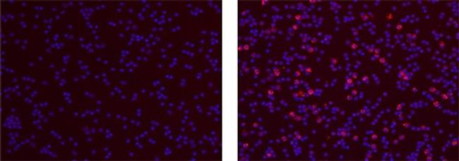 IL-37 Antibody in Immunocytochemistry (ICC/IF)