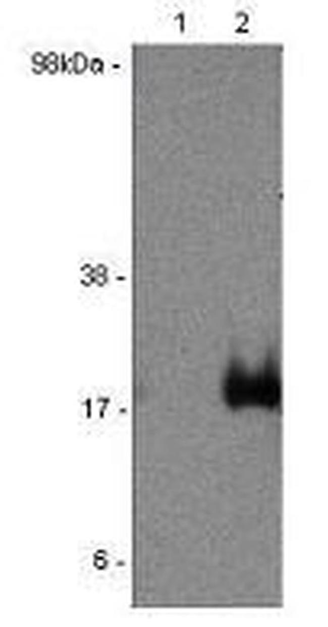 IL-17F Antibody in Western Blot (WB)