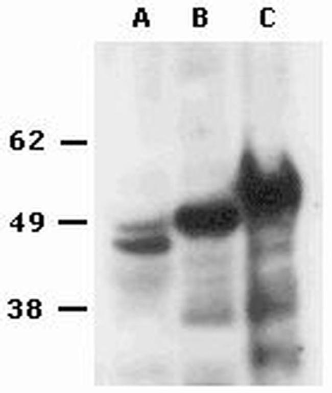 FOXP3 Antibody in Western Blot (WB)