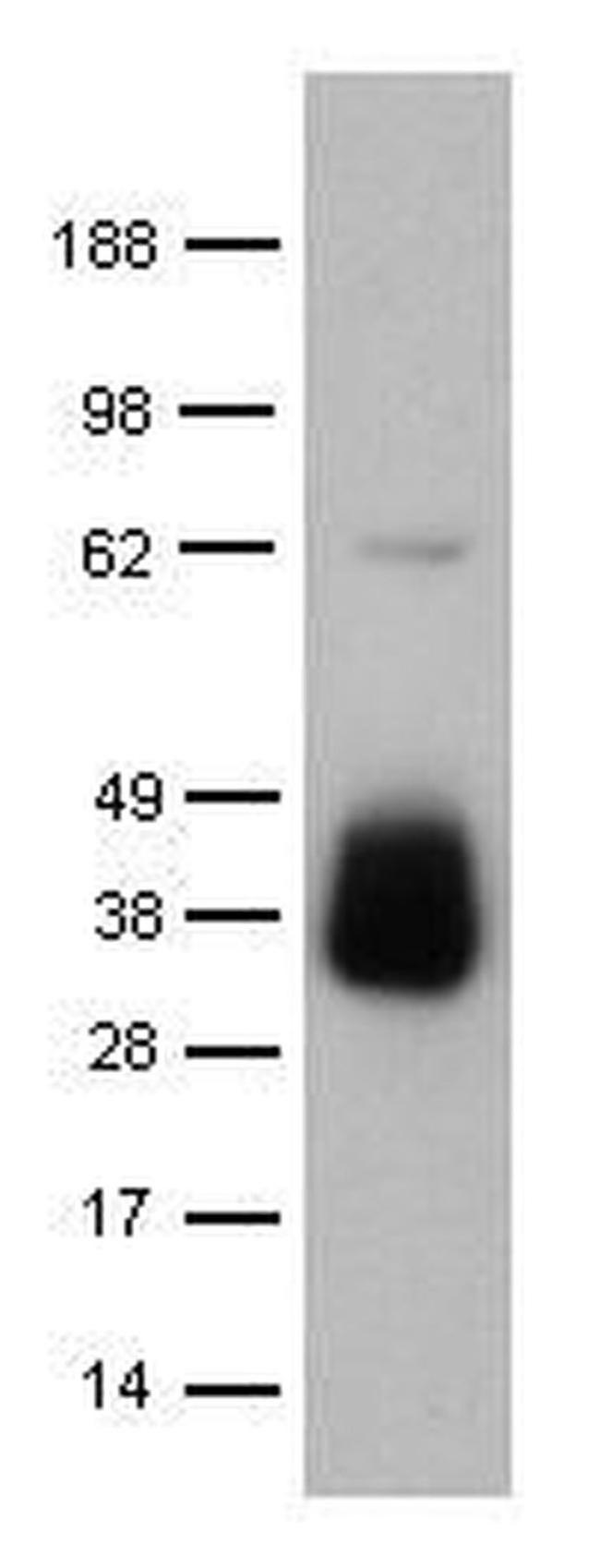 Granzyme B Antibody in Western Blot (WB)