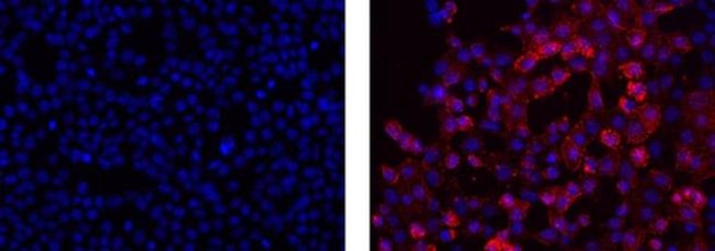 SSEA5 Antibody in Immunocytochemistry (ICC/IF)