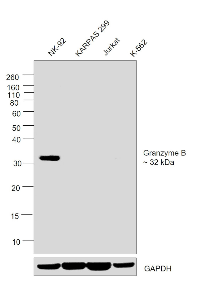 Granzyme B Antibody in Western Blot (WB)