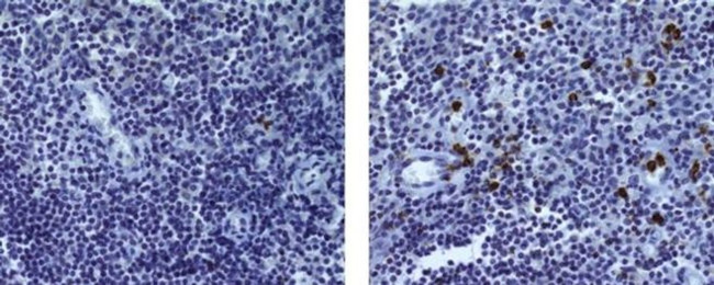 Granzyme B Antibody in Immunohistochemistry (Paraffin) (IHC (P))