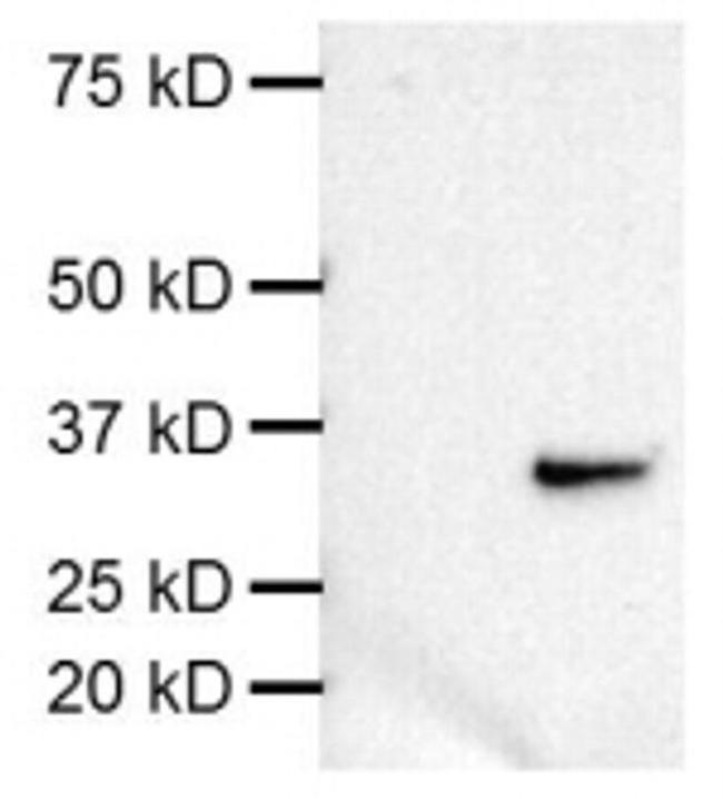 Phospho-S6 (Ser235, Ser236) Antibody in Western Blot (WB)