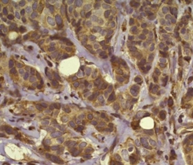 Osteopontin Antibody in Immunohistochemistry (Paraffin) (IHC (P))