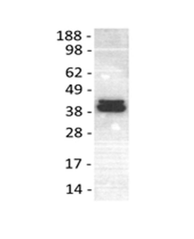 ERK1/2 Antibody in Western Blot (WB)