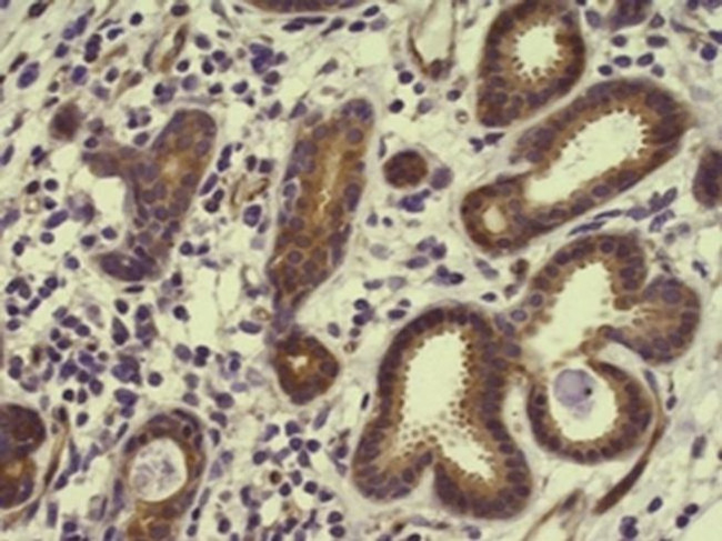 ERK1/2 Antibody in Immunohistochemistry (Paraffin) (IHC (P))