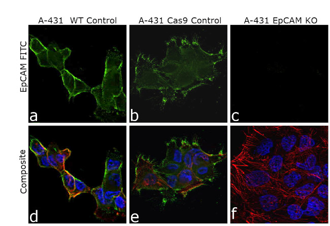 CD326 (EpCAM) Antibody in Immunocytochemistry (ICC/IF)