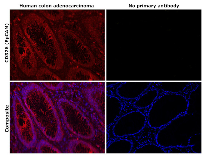 CD326 (EpCAM) Antibody in Immunohistochemistry (Paraffin) (IHC (P))