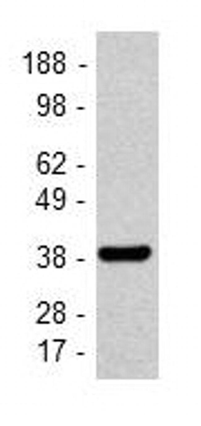 GAPDH Antibody in Western Blot (WB)