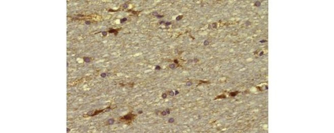 ALDH1L1 Antibody in Immunohistochemistry (Paraffin) (IHC (P))