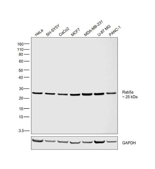 RAB5A Antibody in Western Blot (WB)