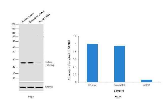 RAB5A Antibody