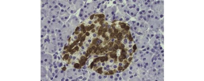 Glucagon Antibody in Immunohistochemistry (Paraffin) (IHC (P))