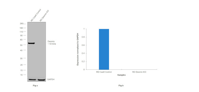 Desmin Antibody