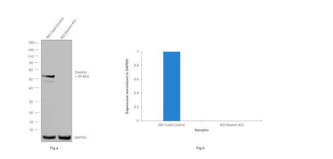 Desmin Antibody in Western Blot (WB)