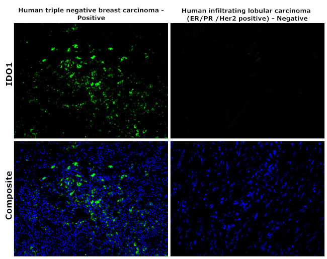 IDO Antibody in Immunohistochemistry (Paraffin) (IHC (P))