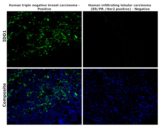 IDO Antibody in Immunohistochemistry (Paraffin) (IHC (P))