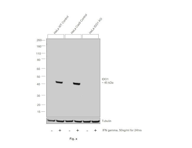 IDO Antibody