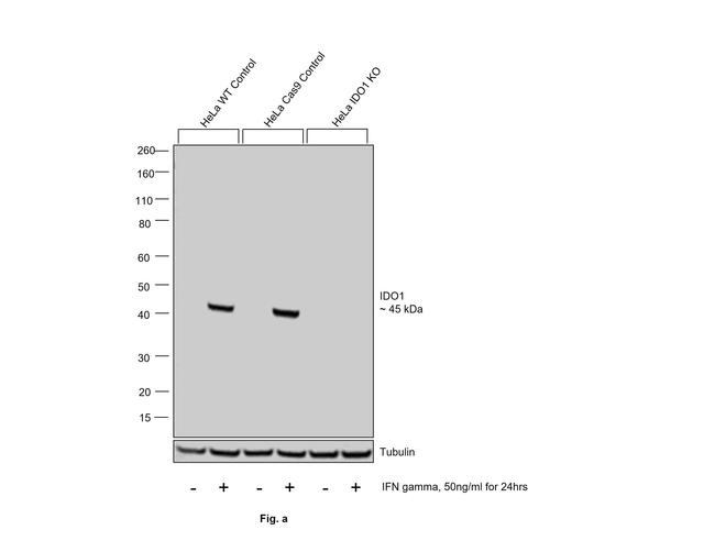 IDO Antibody in Western Blot (WB)