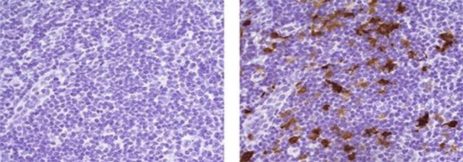 IDO Antibody in Immunohistochemistry (Paraffin) (IHC (P))