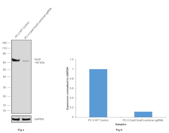 SOX9 Antibody