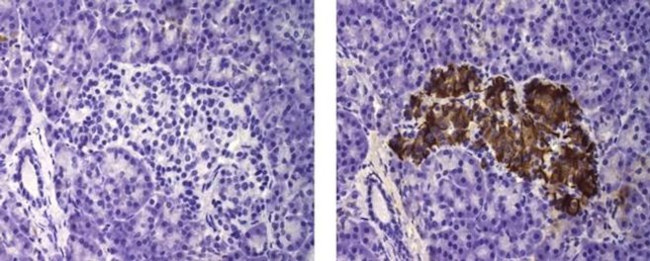 Insulin Antibody in Immunohistochemistry (Paraffin) (IHC (P))