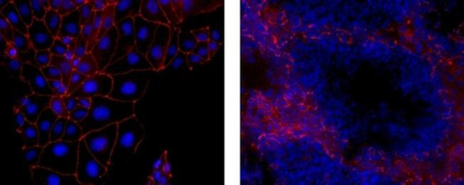 ZO-1 Antibody in Immunocytochemistry (ICC/IF)