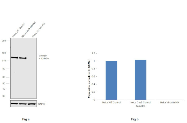 Vinculin Antibody