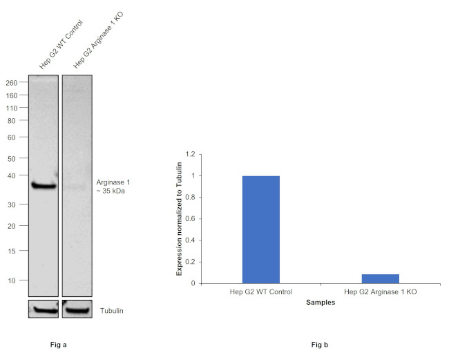 Arginase 1 Antibody