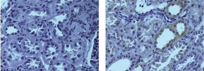 HES1 Antibody in Immunohistochemistry (Paraffin) (IHC (P))