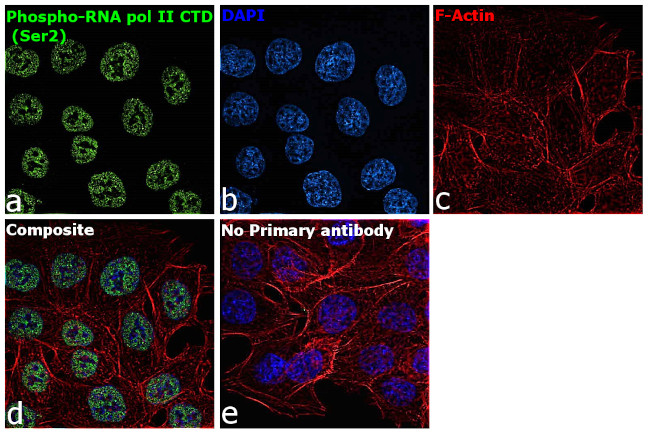 Phospho-RNA pol II CTD (Ser2) Antibody in Immunocytochemistry (ICC/IF)