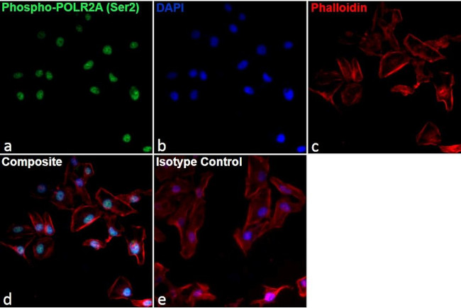 Phospho-RNA pol II CTD (Ser2) Antibody in Immunocytochemistry (ICC/IF)