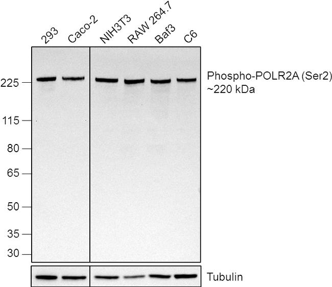 Phospho-RNA pol II CTD (Ser2) Antibody in Western Blot (WB)