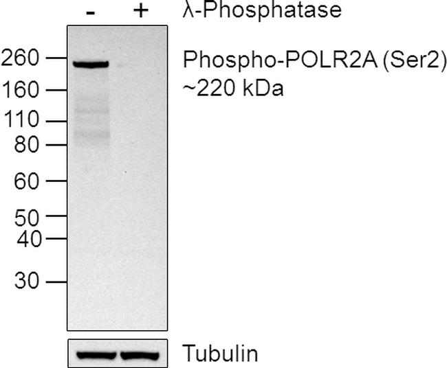 Phospho-RNA pol II CTD (Ser2) Antibody