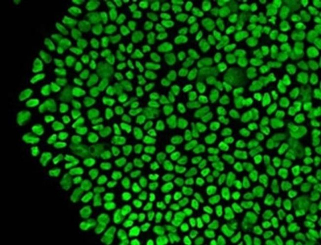 SOX2 Antibody in Immunocytochemistry (ICC/IF)