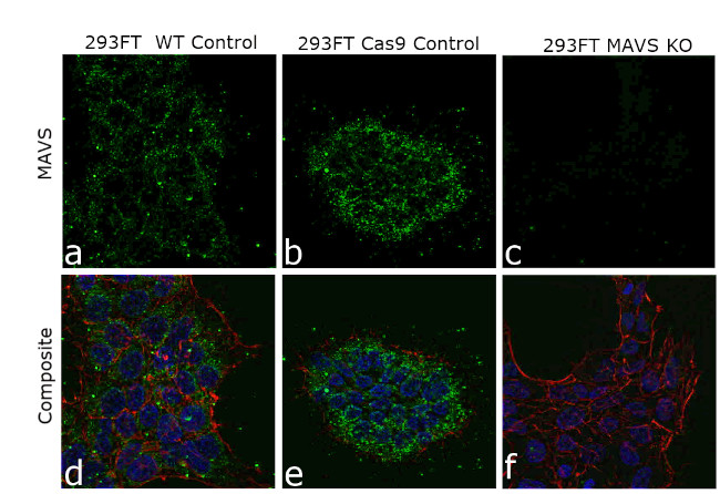 MAVS Antibody in Immunocytochemistry (ICC/IF)