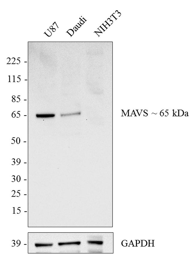 MAVS Antibody in Western Blot (WB)