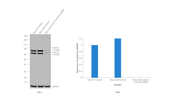 Lamin A/C Antibody