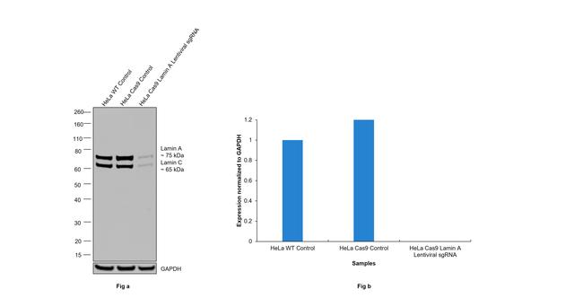 Lamin A/C Antibody in Western Blot (WB)