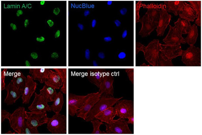 Lamin A/C Antibody in Immunocytochemistry (ICC/IF)