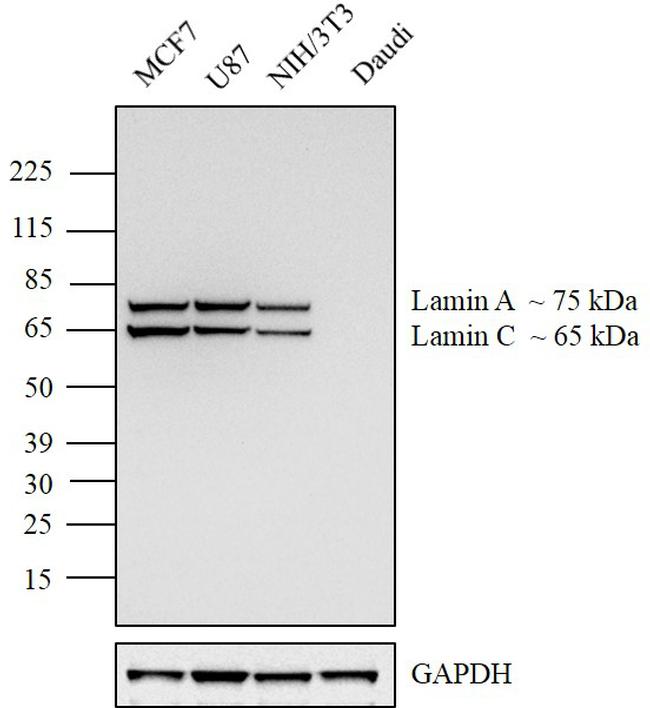 Lamin A/C Antibody in Western Blot (WB)