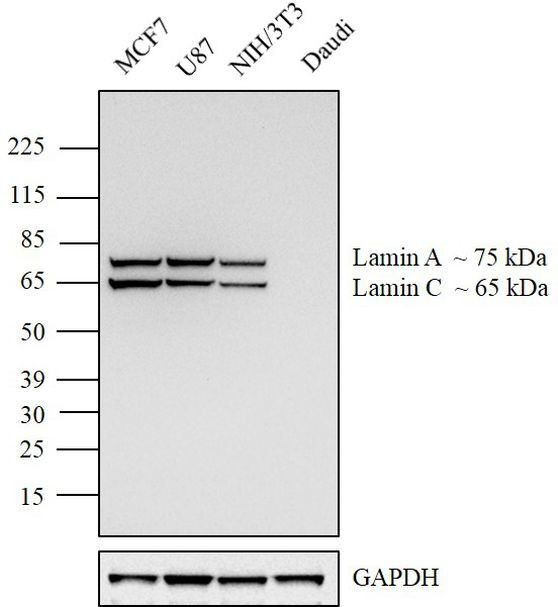 Lamin A/C Antibody