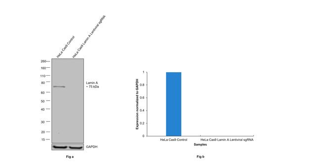 Lamin A Antibody in Western Blot (WB)