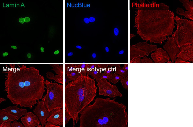 Lamin A Antibody in Immunocytochemistry (ICC/IF)