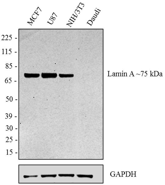 Lamin A Antibody